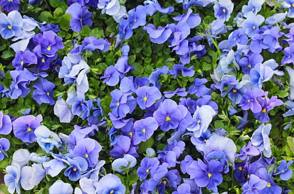 Violettes bleues dans le jardin Image En Vente