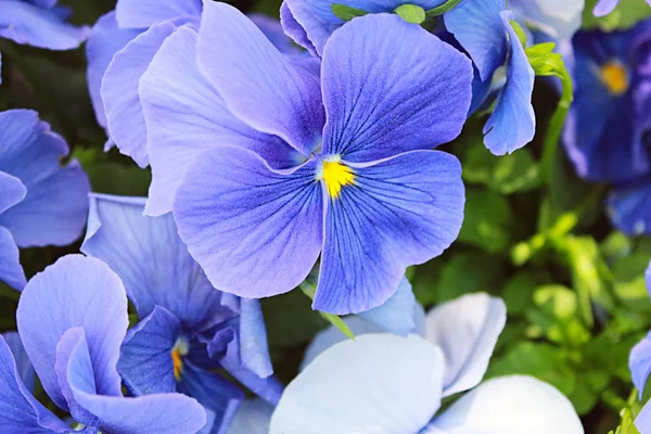 Blå violer Stockbild