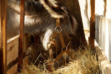 eşek yemek sırasında