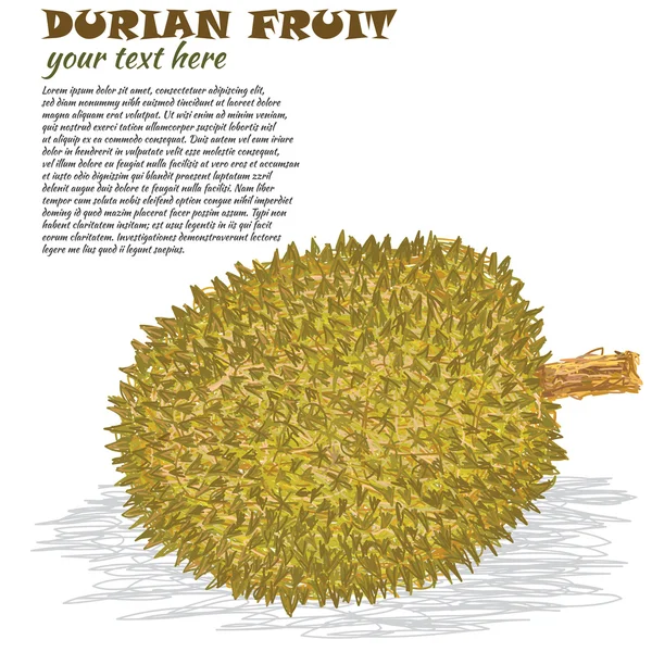 Durian — Stock Vector