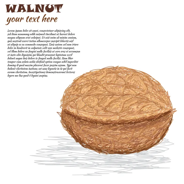 Walnut — Stockový vektor