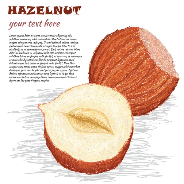 Hazelnuts — Stock Vector