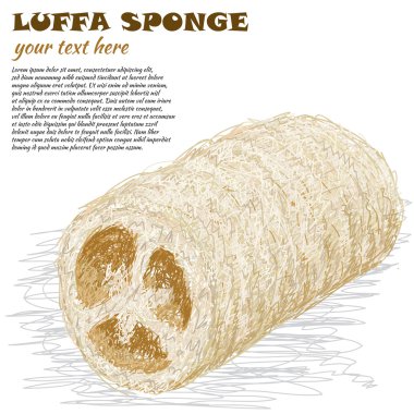 lif kabağı sünger