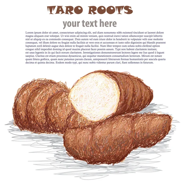 Raíces de taro — Vector de stock