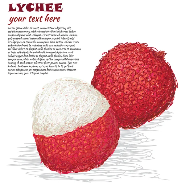 Lychee. — Vector de stock