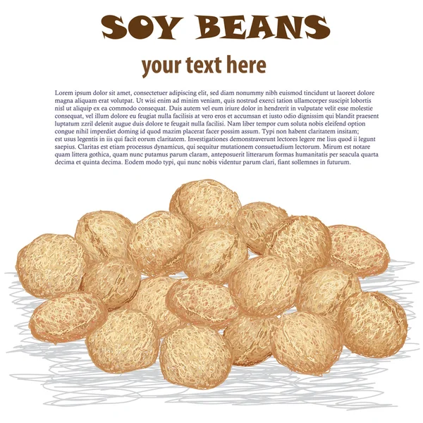 Soy beans — Stock Vector