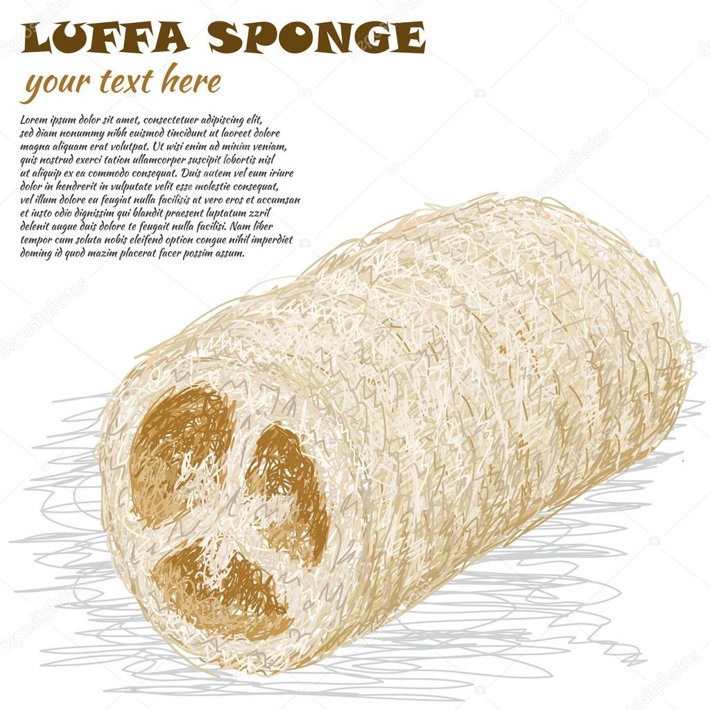 Luffa sponge