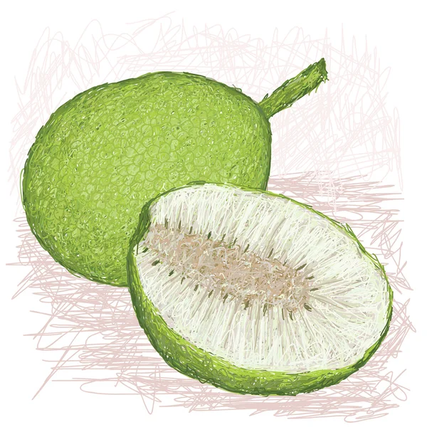 Breadfruit variedad de piel lisa entera y media rodajas — Archivo Imágenes Vectoriales