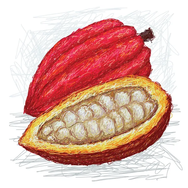 Cacao pod opened — Stock Vector