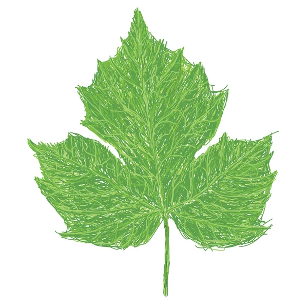 Chaya leaf — Vector de stoc