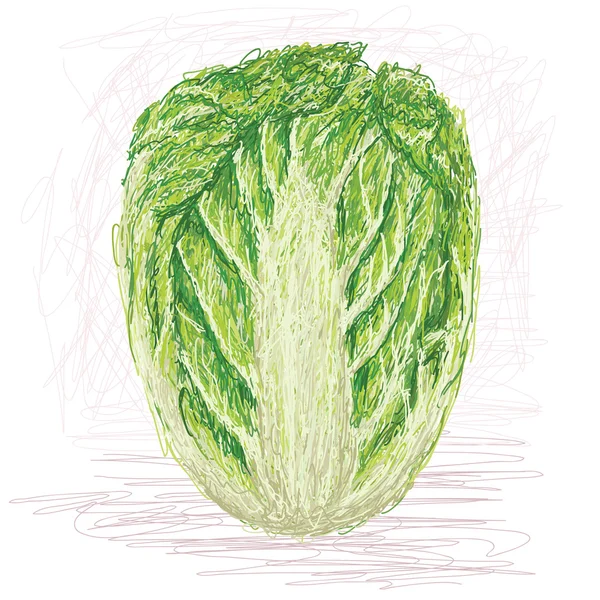 Napa cabbage — Stock Vector