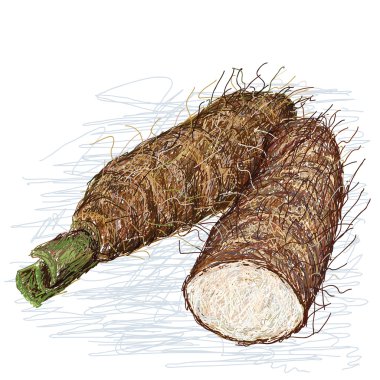 Taro alocasia kesiti