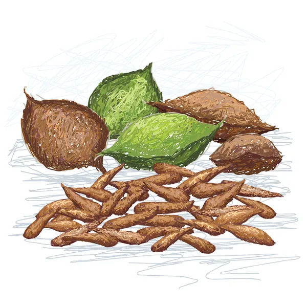 Nüsse aus Italien — Stockvektor