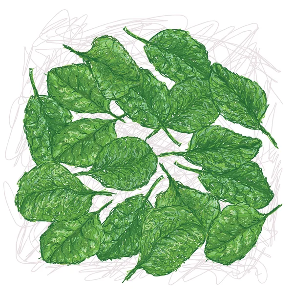 Spinach — Stock Vector