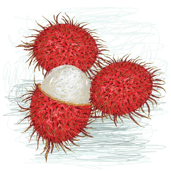 Rambutan pelé — Image vectorielle