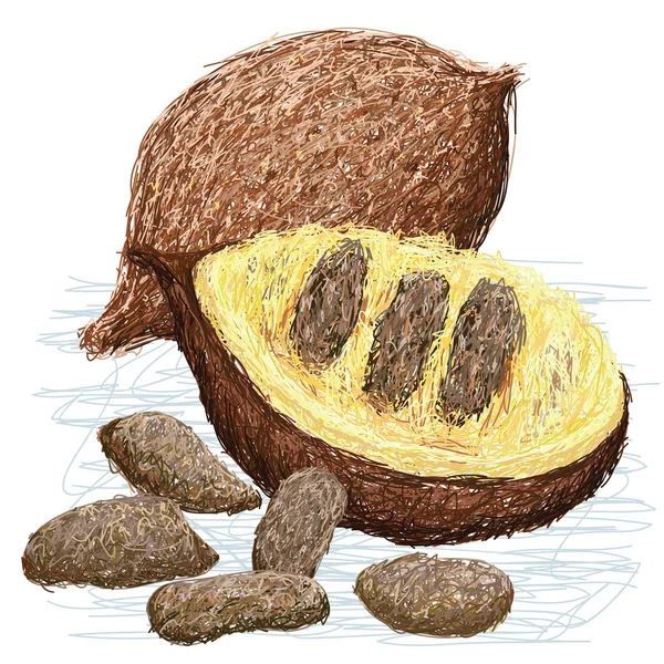 Fals durian piuliță — Vector de stoc