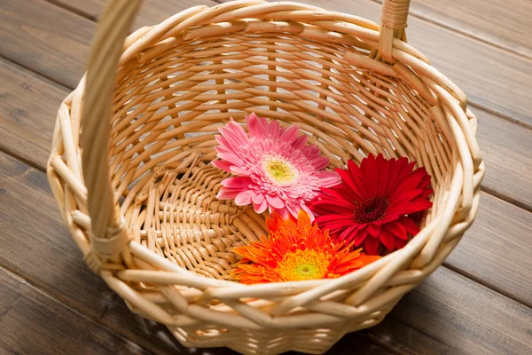 African daisy — Stock Photo, Image