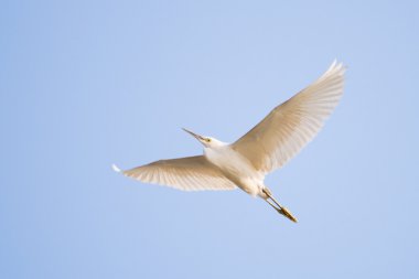 Beyaz ak balıkçıl