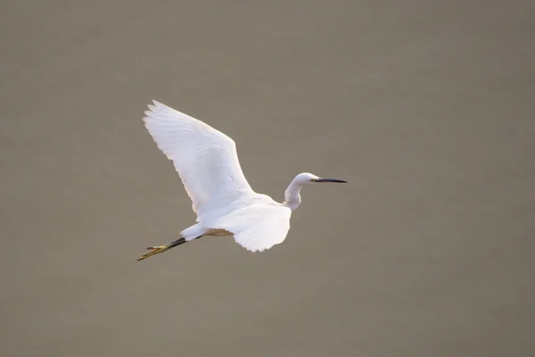 Garza blanca — Foto de Stock