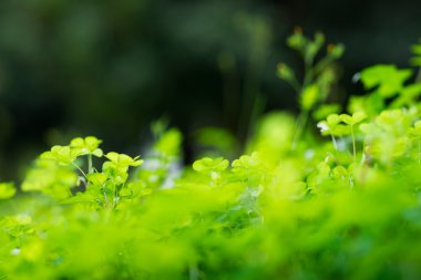 Baharda yeşil çimen