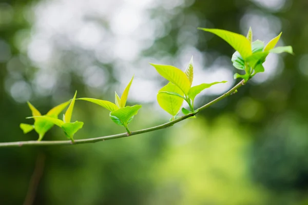 Grünes Gras im Frühling — Stockfoto