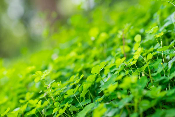 Zielona trawa wiosną — Zdjęcie stockowe