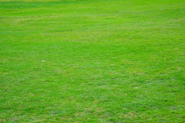 Grassland — Stock Photo, Image