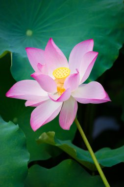 güzel, lotus