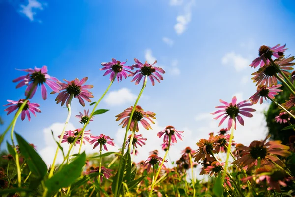 Beautiful flower under blue sky — Stock Photo, Image