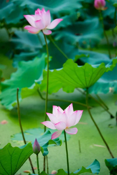 Pięknymi lotosu — Zdjęcie stockowe