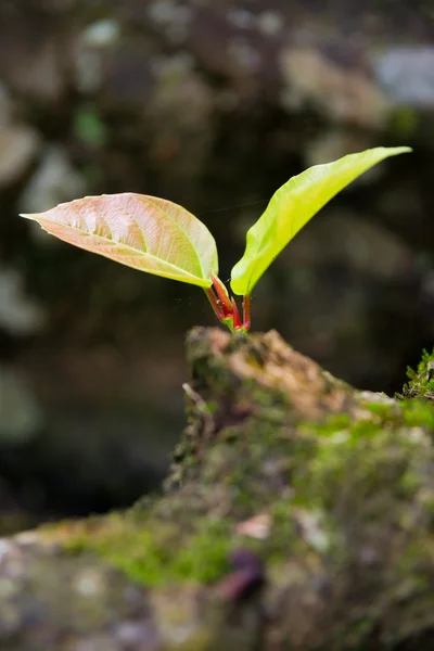 Young leaves from tree — Stock Photo, Image