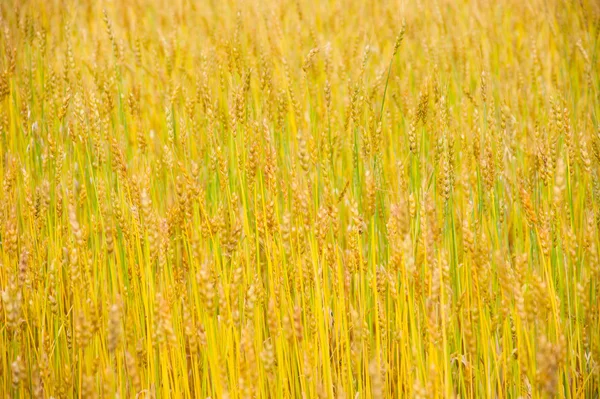 Matured highland barley — Stock Photo, Image