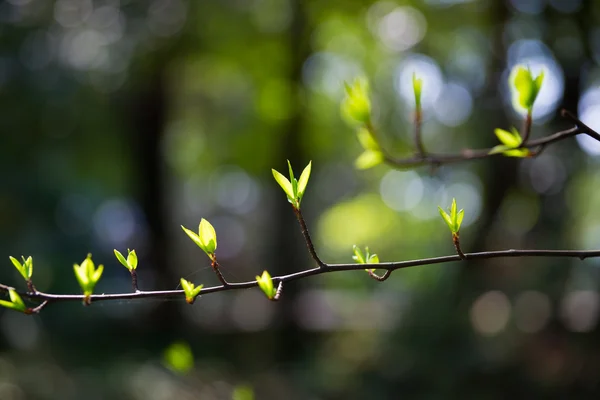 Młode liście z drzewa — Zdjęcie stockowe