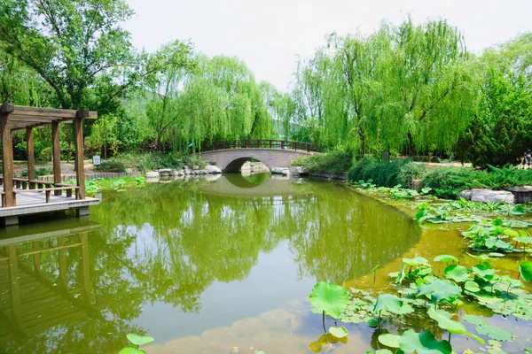 Lotus pond in a park — Stock Photo, Image