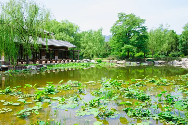 Lotus pond in a park — Stock Photo, Image