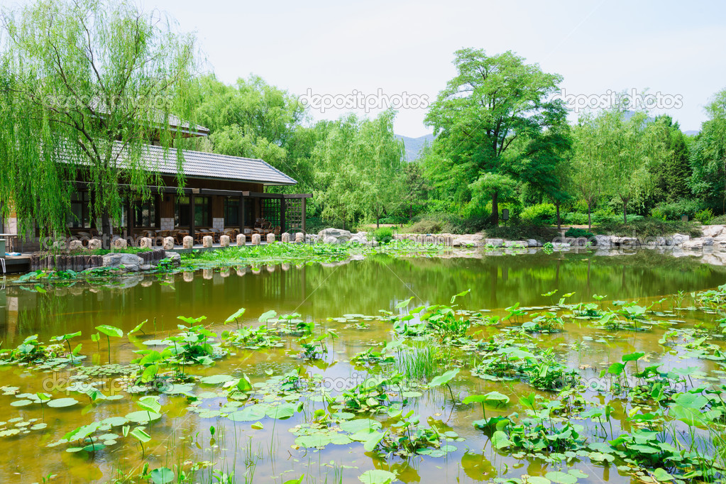 lotus pond in a park