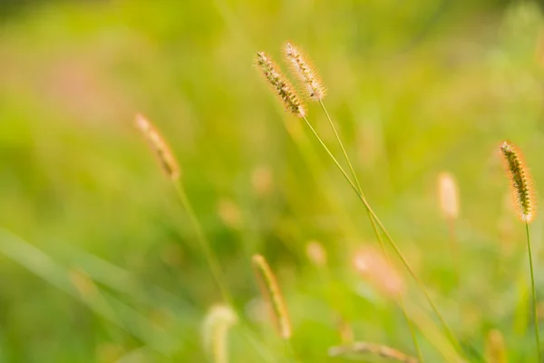 Reeds — Stock Photo, Image