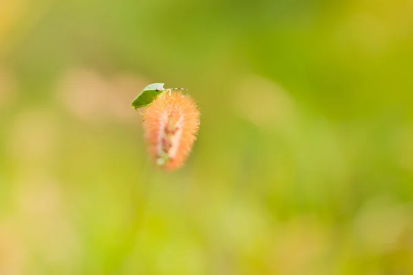 Insecto en las cañas — Foto de Stock