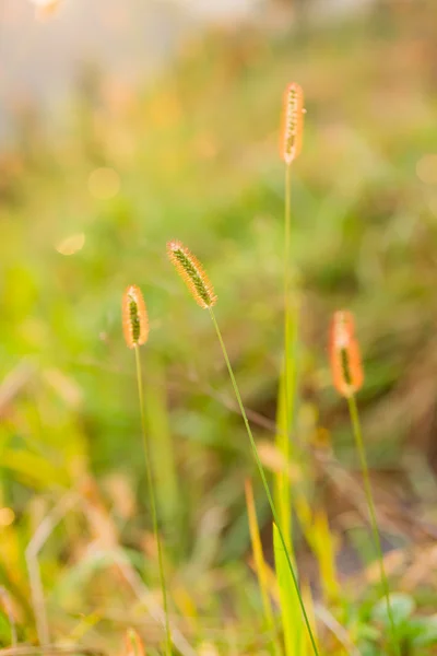 Reeds — Stock Photo, Image