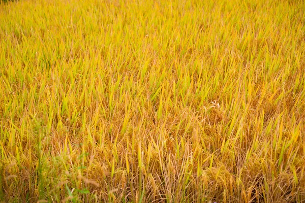 Rice filed — Stock Photo, Image