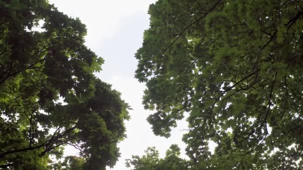 Bodem Uitzicht Groene Kronen Van Loofbomen Zonnige Hemel Achtergrond — Stockvideo