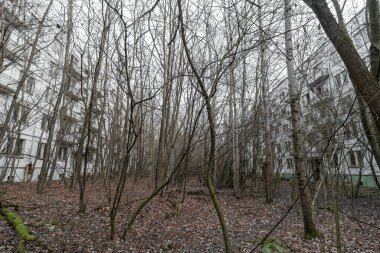 Abandoned tree-lined yard of Chernobyl 2. Chernobyl, Ukraine.