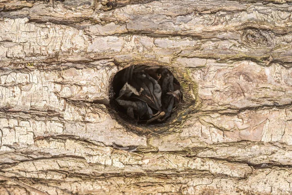 Bir ağacın içi boş, yakın plan, desenli..