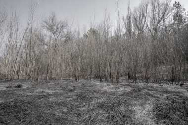 Orman yangınından sonra yanmış orman..