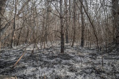 Orman yangınından sonra yanmış orman..