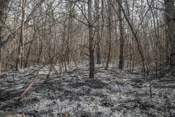 Orman yangınından sonra yanmış orman..