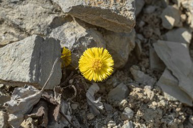 Tussilago farfara karahindiba kuru toprakta çiçek açar..