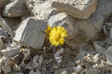 Tussilago farfara karahindiba kuru toprakta çiçek açar..
