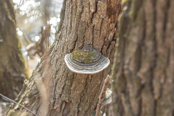 Vecchio Fomes Fomentarius Fungo Esca Con Muschio Albero Vecchio — Foto Stock