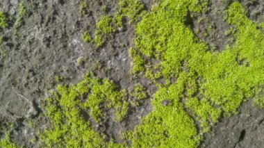 Yerde yosun, üst manzara, zaman ayarlı..